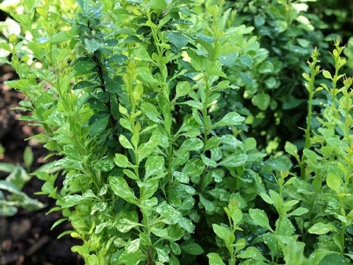 Berberis thunbergii 'Powwow'